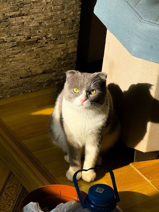Продаются котята скотиш фолд и скотиш страйт