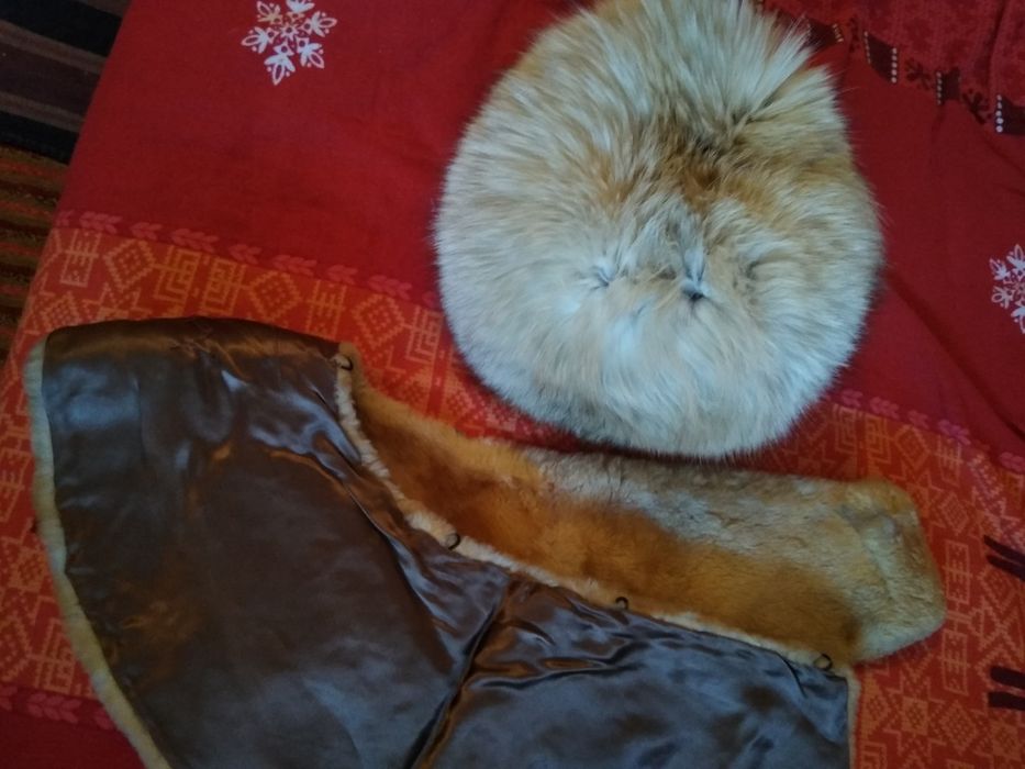 Guler blana captusit