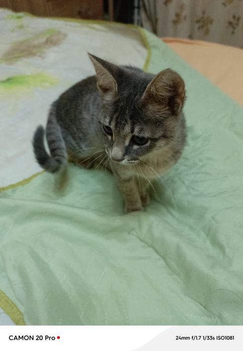 Отдам хорошие руки котенка