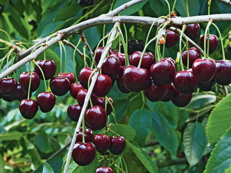 Продается готовый бизнес интенсивный сад