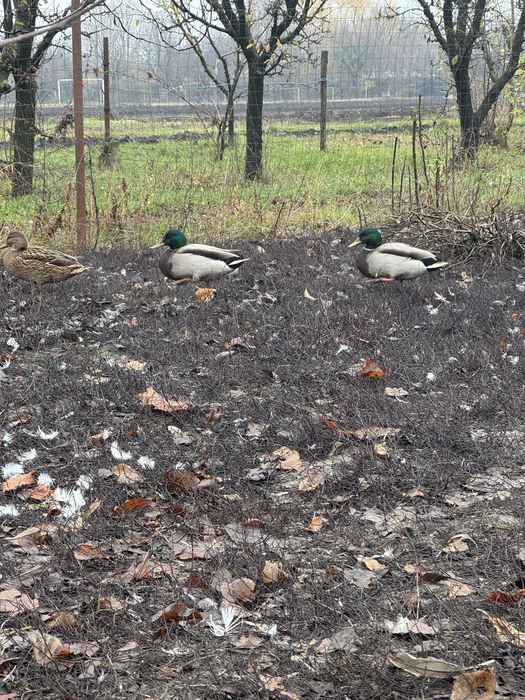 Vand rățoi sălbatici