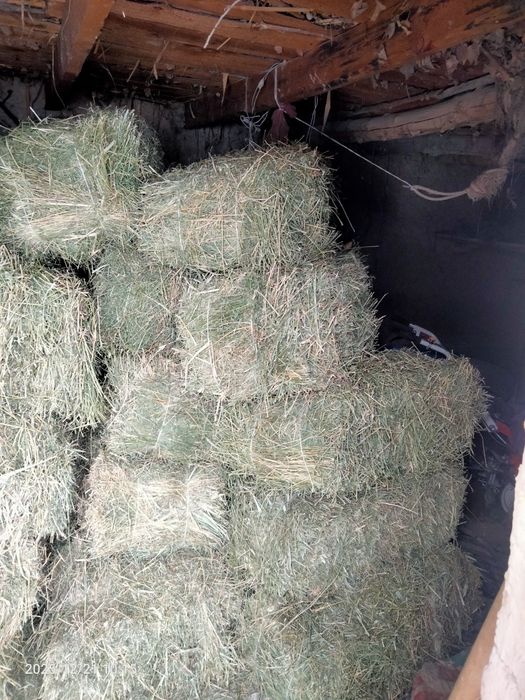 Жоңышқа пресс суармалы