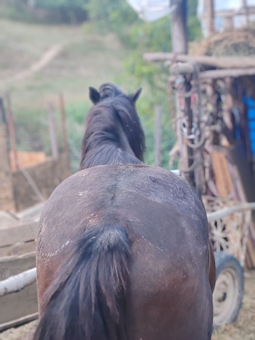 Cal cuminte bun la căruță  bland nu mușcă tânăr culoare negru 10 ani