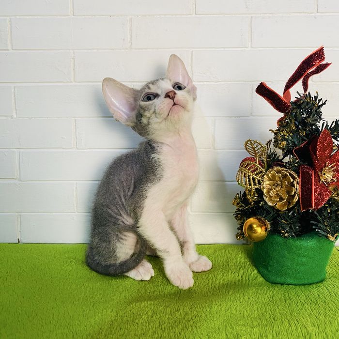 Новогоднее чудо Донской сфинкс