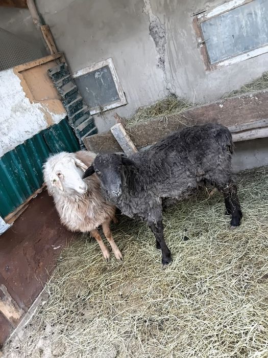 Продам баран қой сатылады