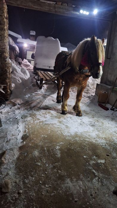 Vând armăsar de 5 ani