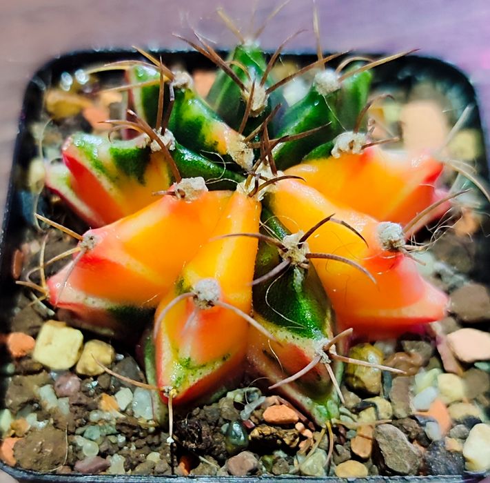 Вариегатные Кактусы