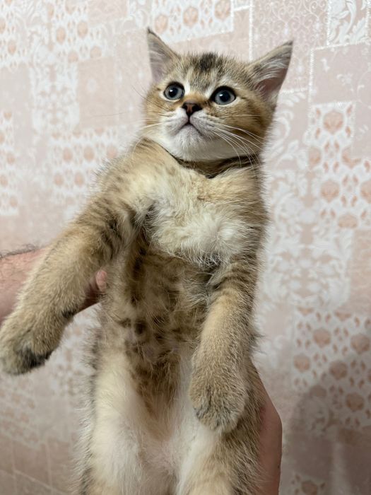 Mushuk bolasi sotiladi