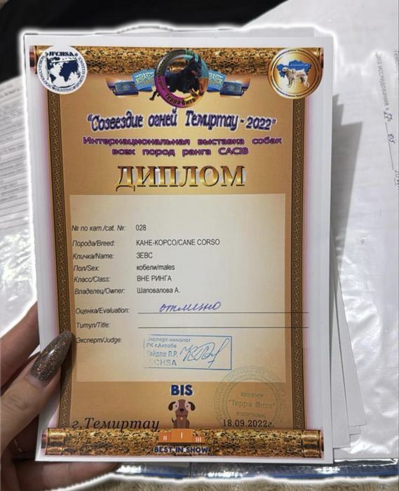 Щенки кане корсо