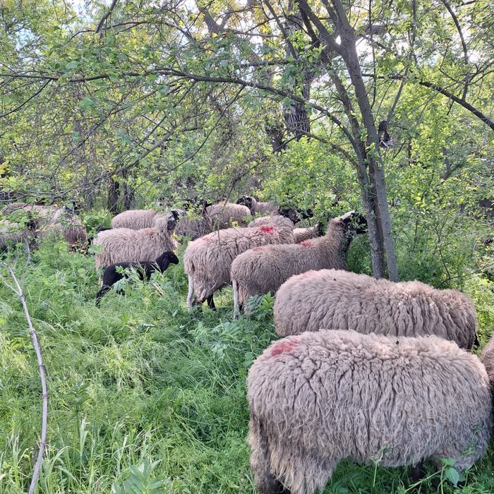 Oi Carabașe sârbești – 10 exemplare atent selecționate