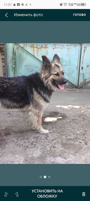 Восточноевропейская овчарка