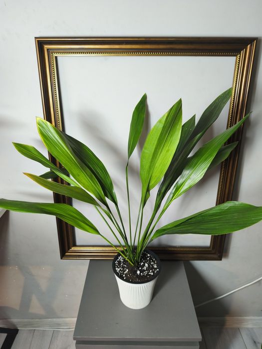 Аспидистра в продаже.