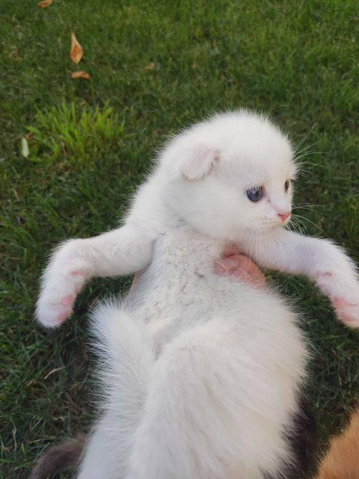 Продам котят,Веслаушки
