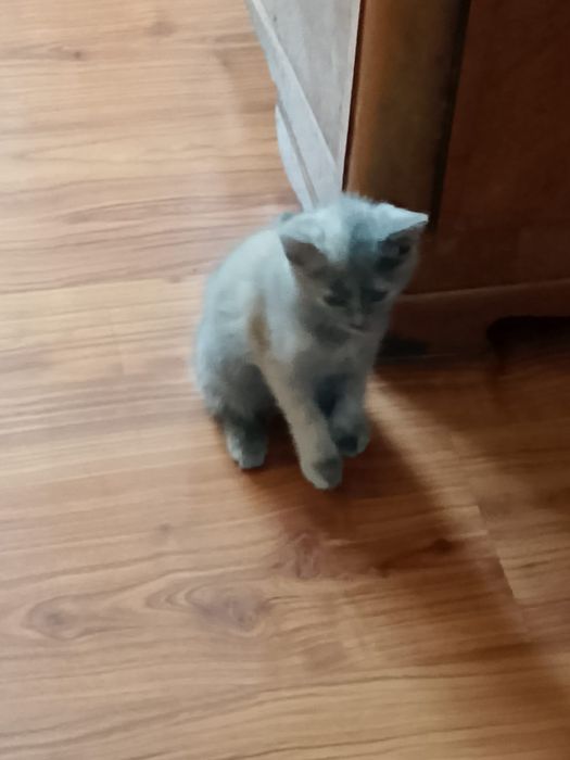 Котята бесплатно.очень шустрые