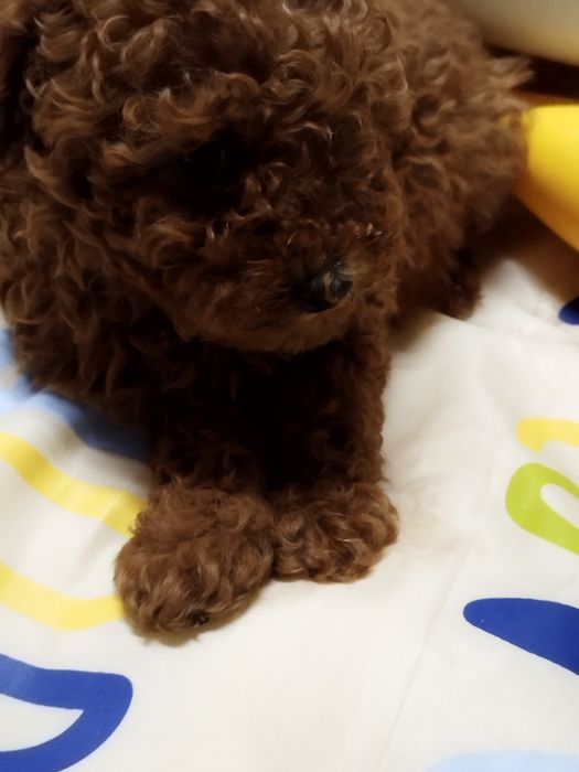 Той пудел родословен