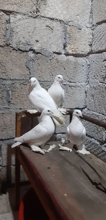 Продаются белые персы