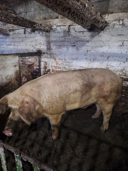 Хряк кабан  на племя