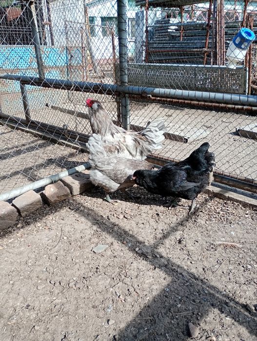 Oua Ameraucana BBS