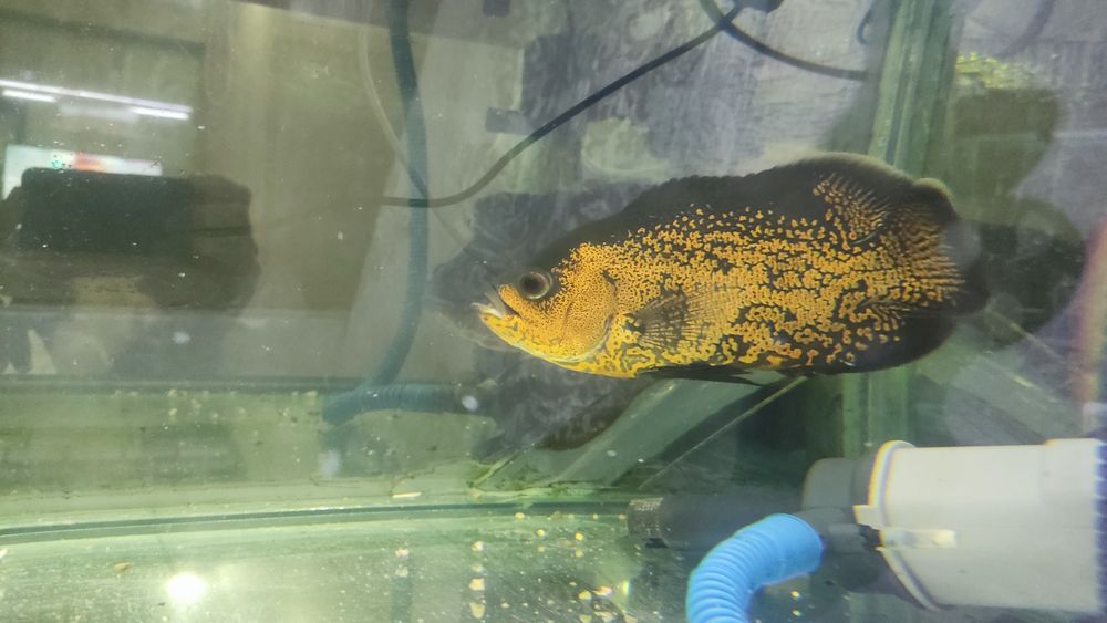 Продам оскар подросток