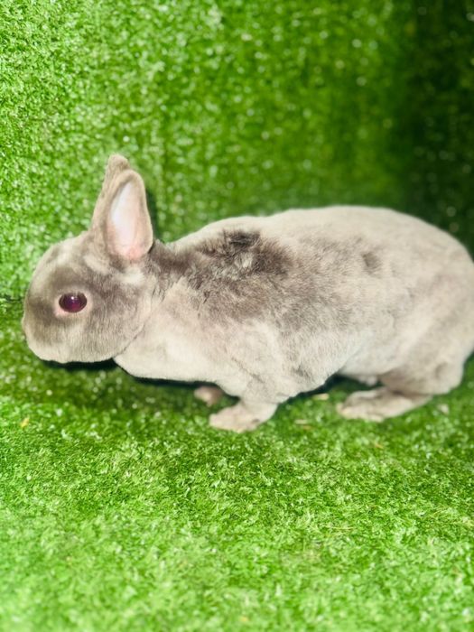 Мини, декор кролики продам