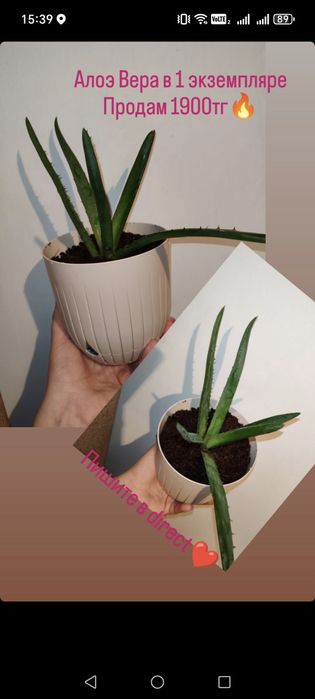 Продам Алоэ Вера