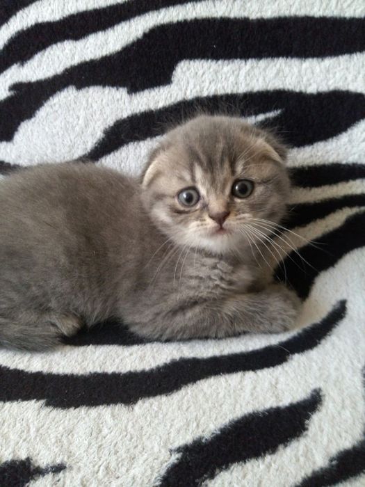 Шотландские котята