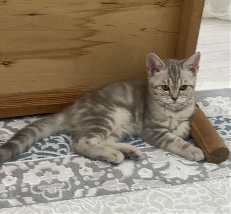 Шотланская прямоухая кошка