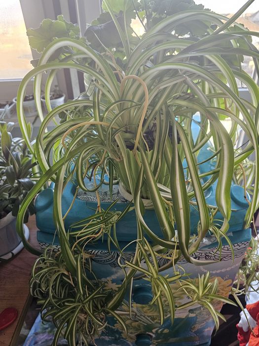 Продам хлорофитум