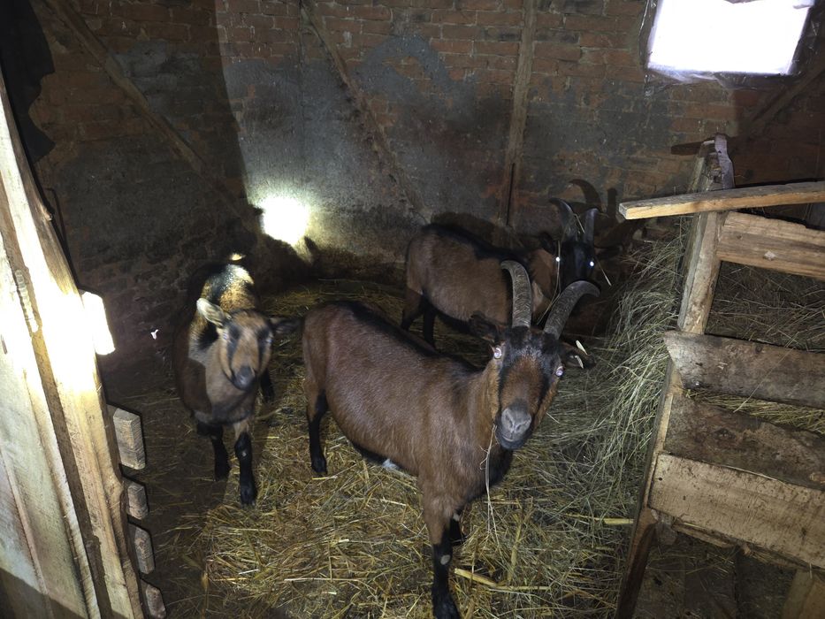 Vând capre Alpina Franceza