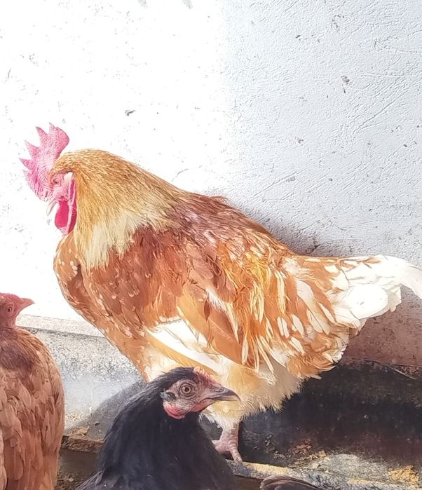 Продам петухов . молодой активный