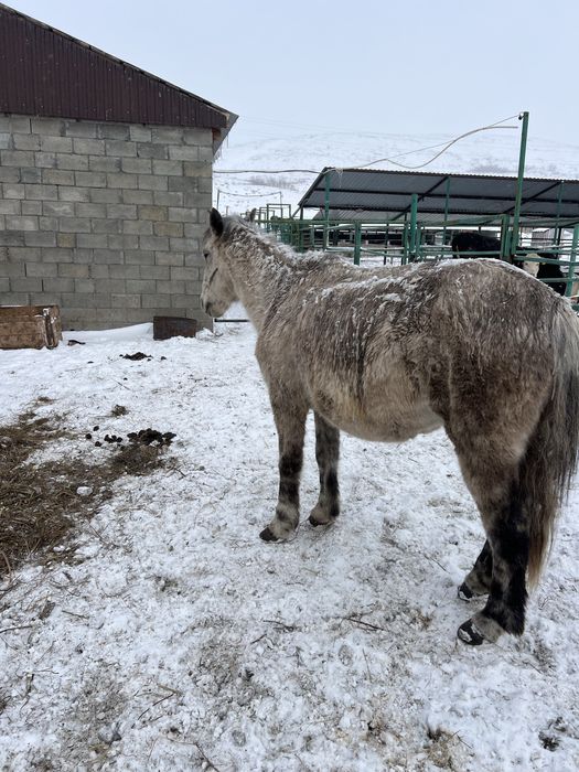 Продам лошадь ездавую