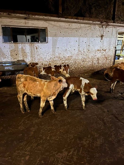 Viței rasă de carne