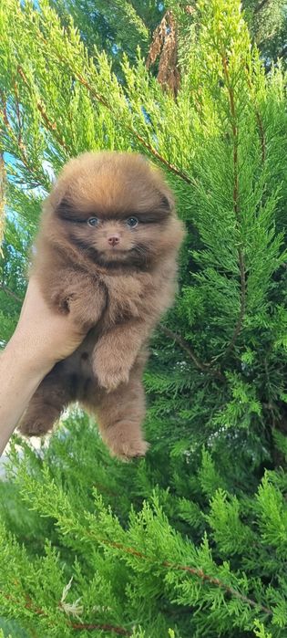 Померан померанче