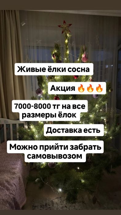 Живые ёлки сосна