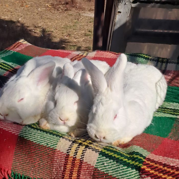 Новозеландски зайци