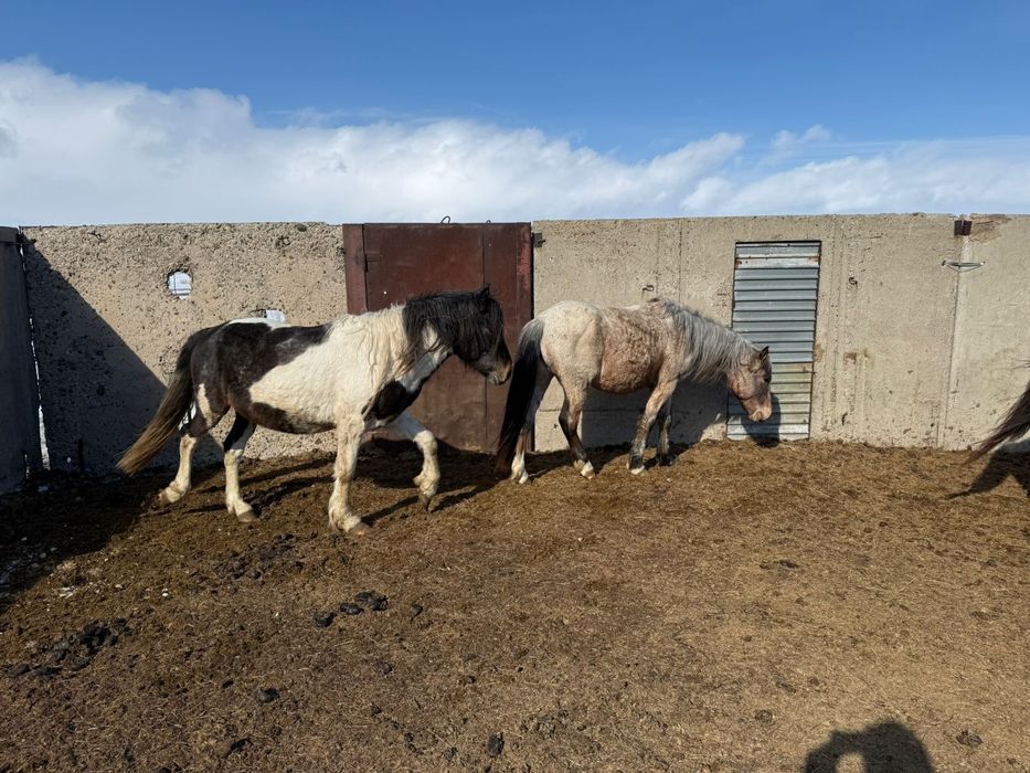 Айгыр ала . 5 лет .