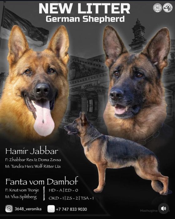 Щенки Немецкой овчарки