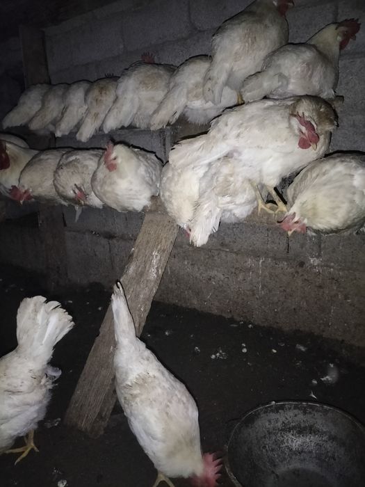 Oq damshniy tuxumlari sotiladi 3500 som