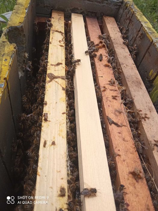 Пчелни отводки 2026г.