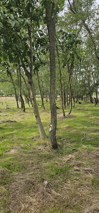 Teren intravilan construibil peisaj de vis