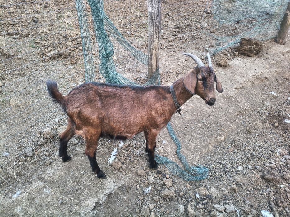 Căpriță cu ieduță