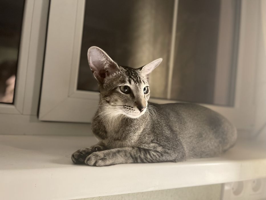 Вязка ориентальной кошки