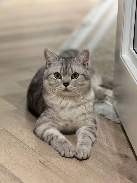 Британская шиншила