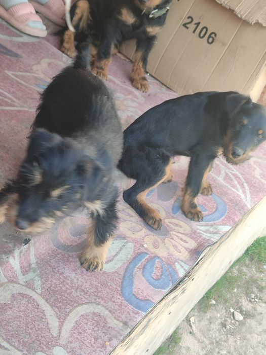 Щенки Яктериер чистакровки