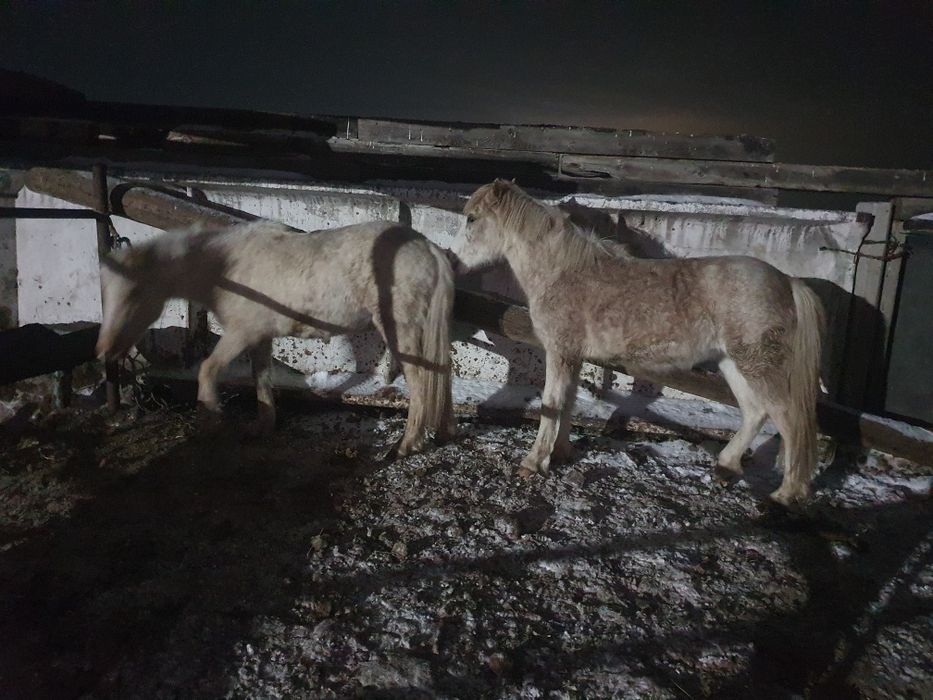 Продам 2 байтал с откорма