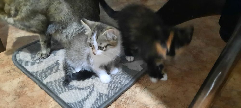 Отдам котят в хорошие руки
