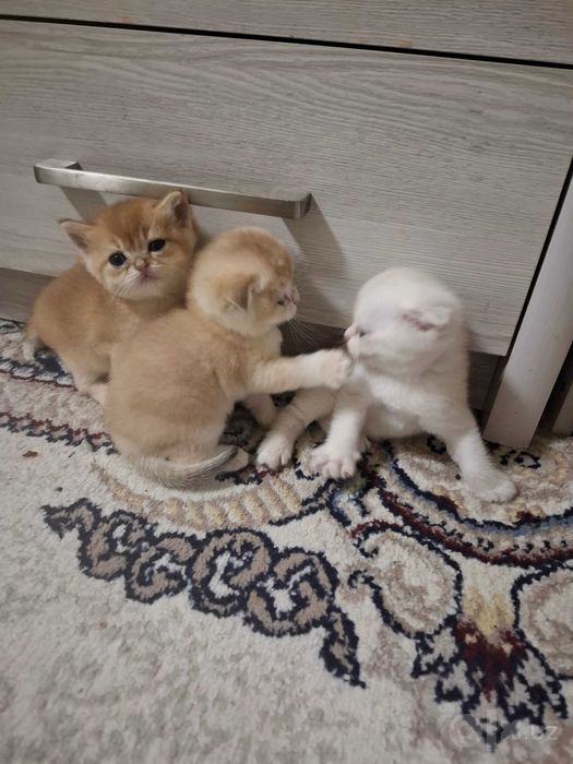 Продаю Котят 1,5 месяца