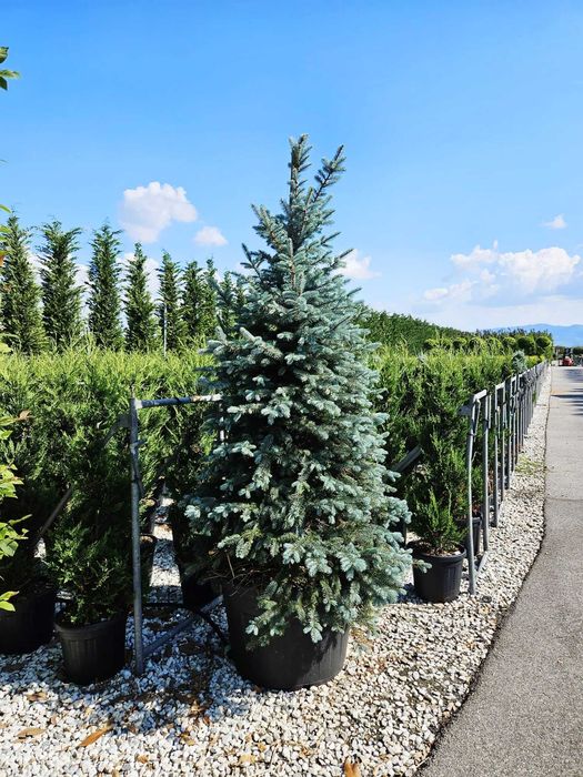 Selecție de Plante Ornamentale – Inspectezi și Plătești