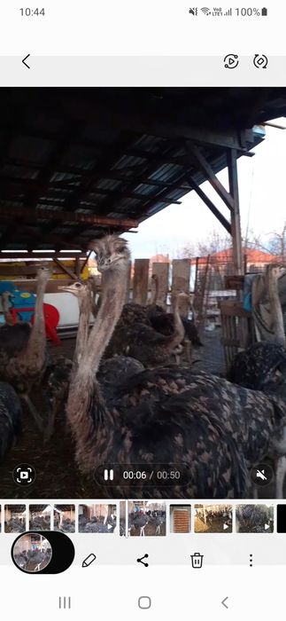 Pui de struți cu vârsta 5 /7  luni