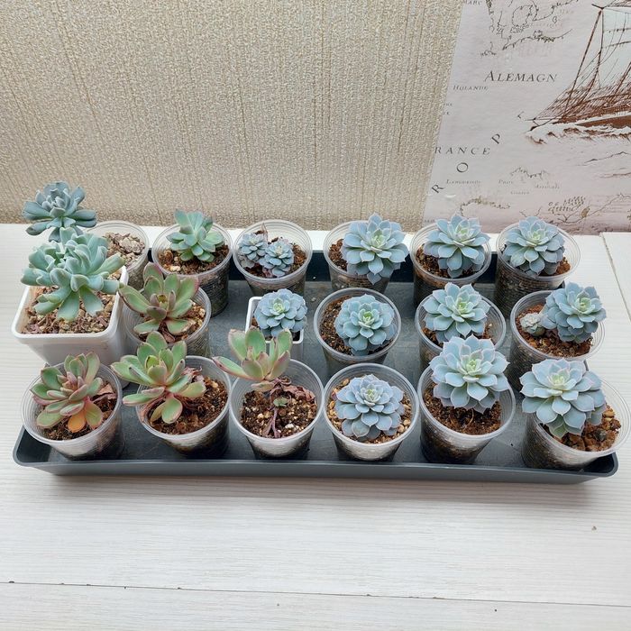 Цветы суккуленты